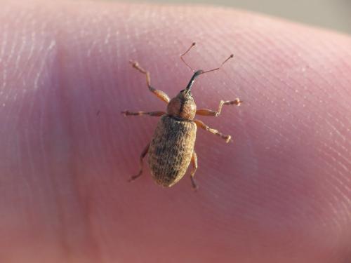 Réf. 248 301 : Dorytomus sp.